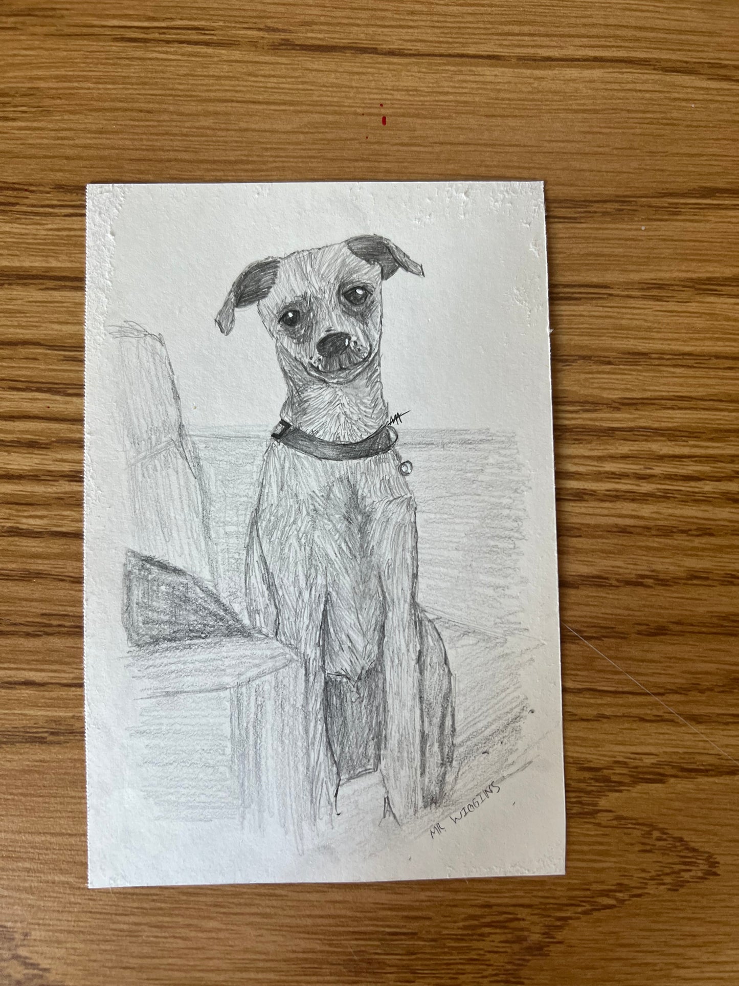 Custom Pet Portraits